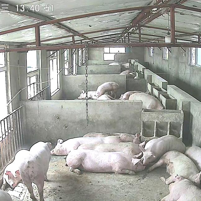 零零后佩奇繁殖