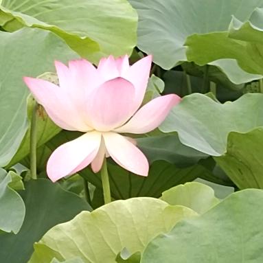 开鑫