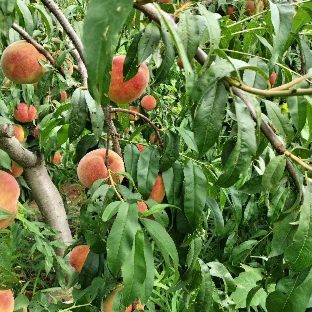 小贝老兵桃庄园