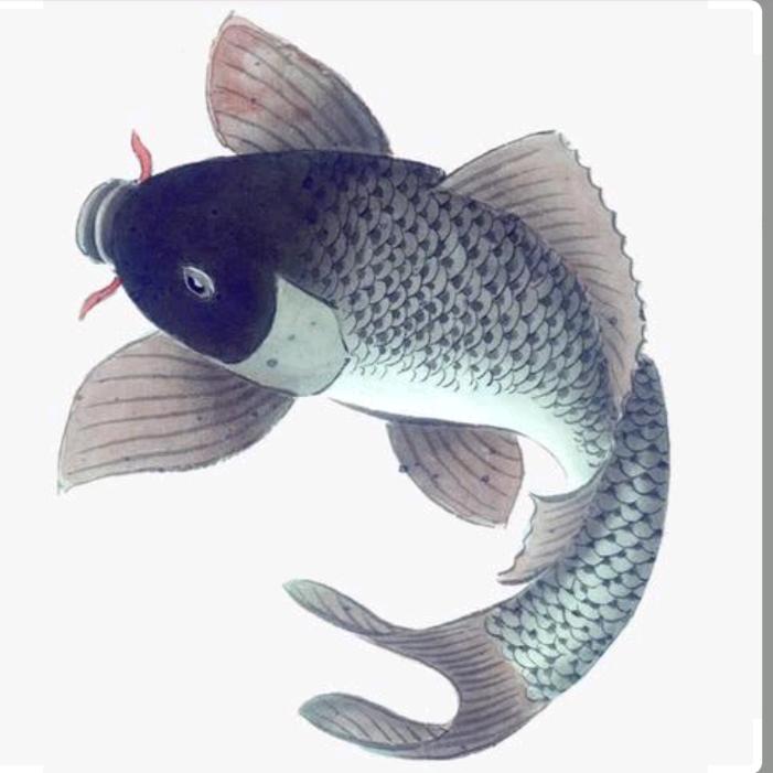 鱼之乐🐬