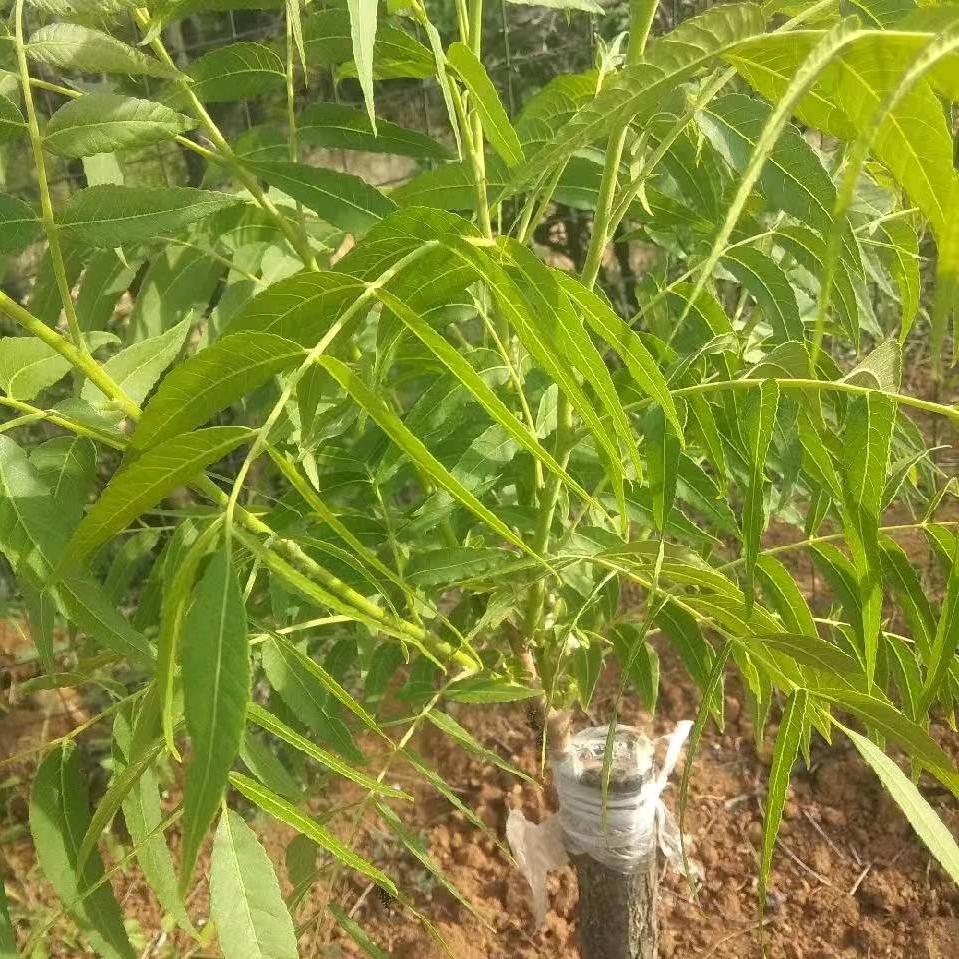 加工彩钢    不锈钢