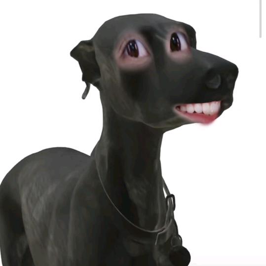 天生狗🐶脾气（爱播让我换大黑狗头像版）