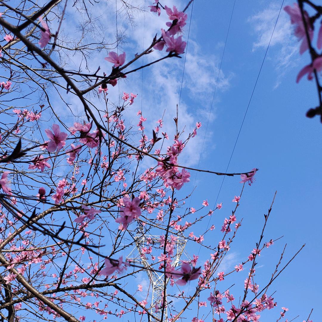 小苹果🍎