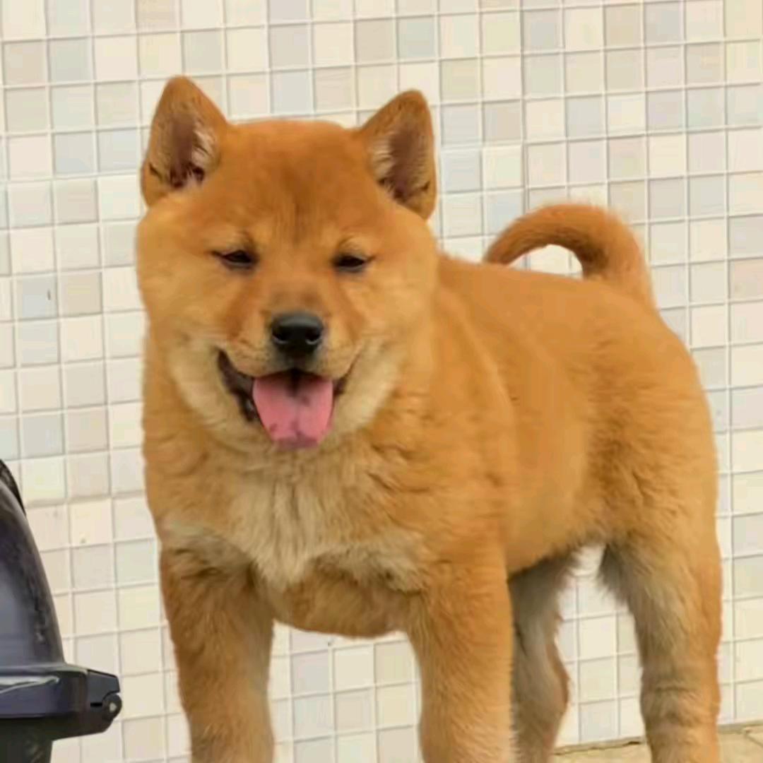 🔥家和万事兴鑫泼🔥恭喜发财