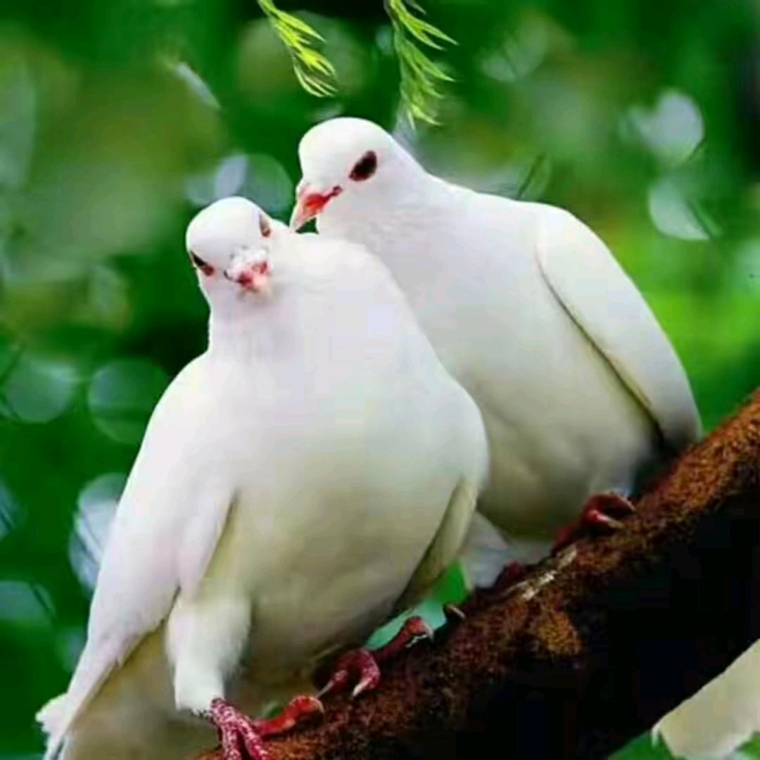 金莲是个傻丫头