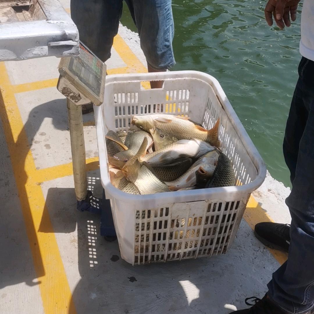 刘店休闲钓场（不要连赞）