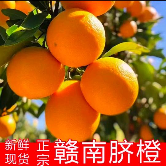 夏云赣南脐橙