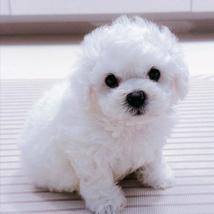 你的宠宠物生活会所