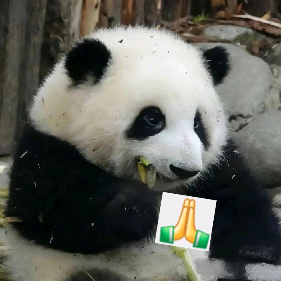 panda🐼
