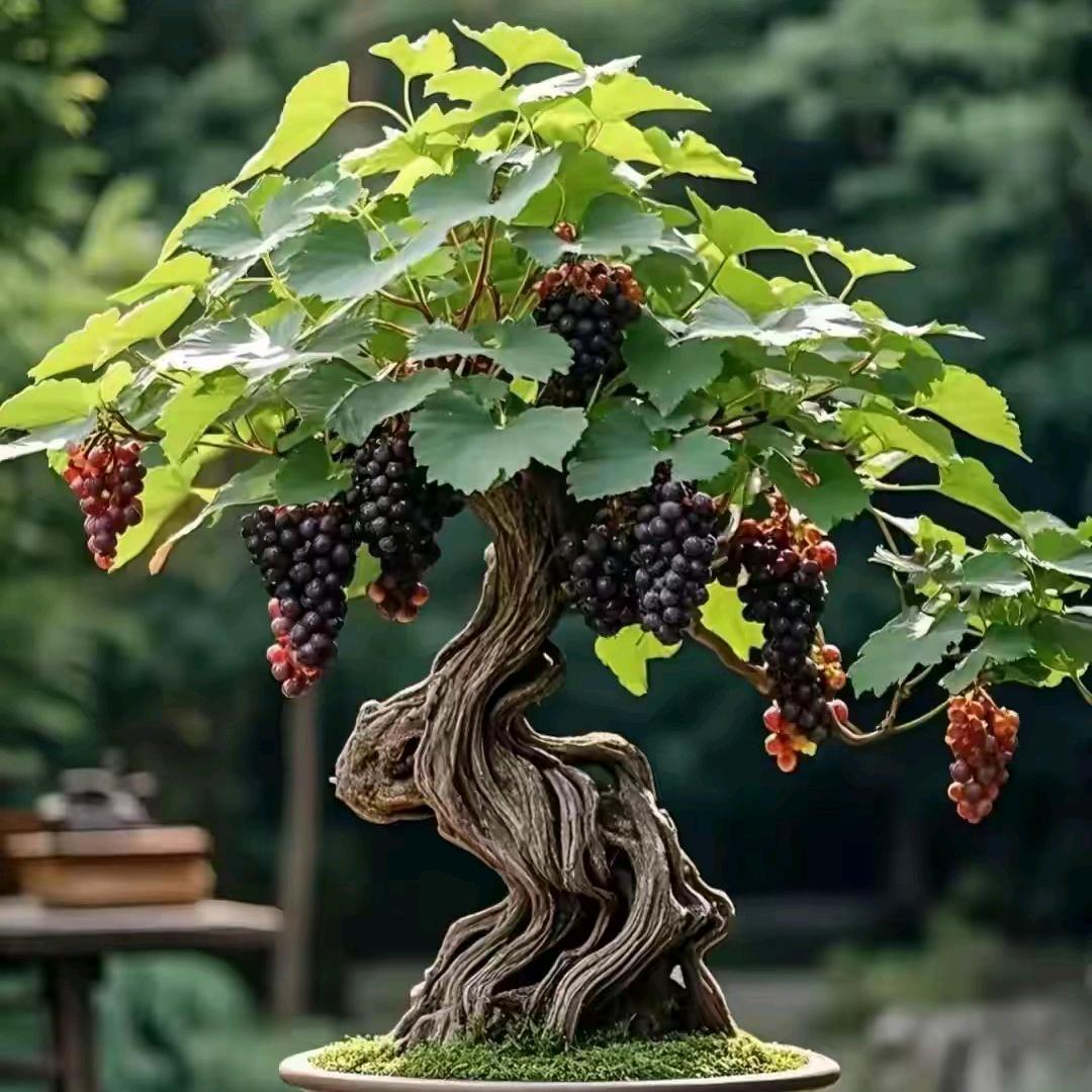 沐沧海