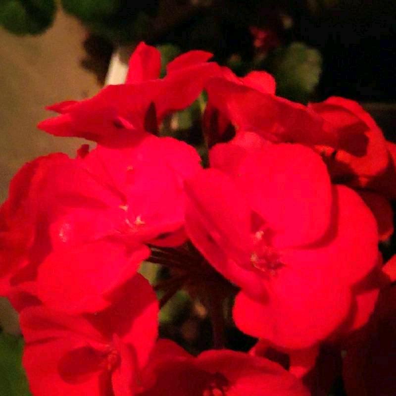 依涵🌹🌹🌹