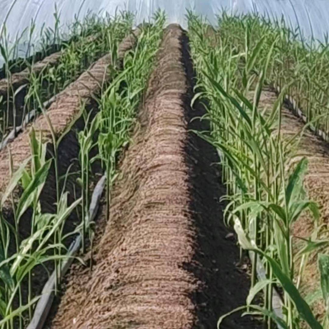 新语（宏大小号）