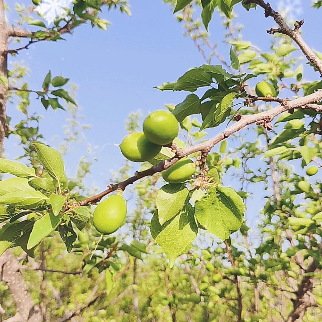 桃花山庄新农人