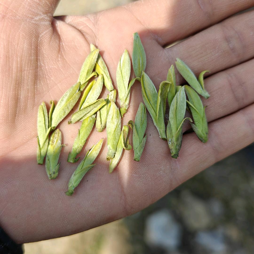 品茗茶业