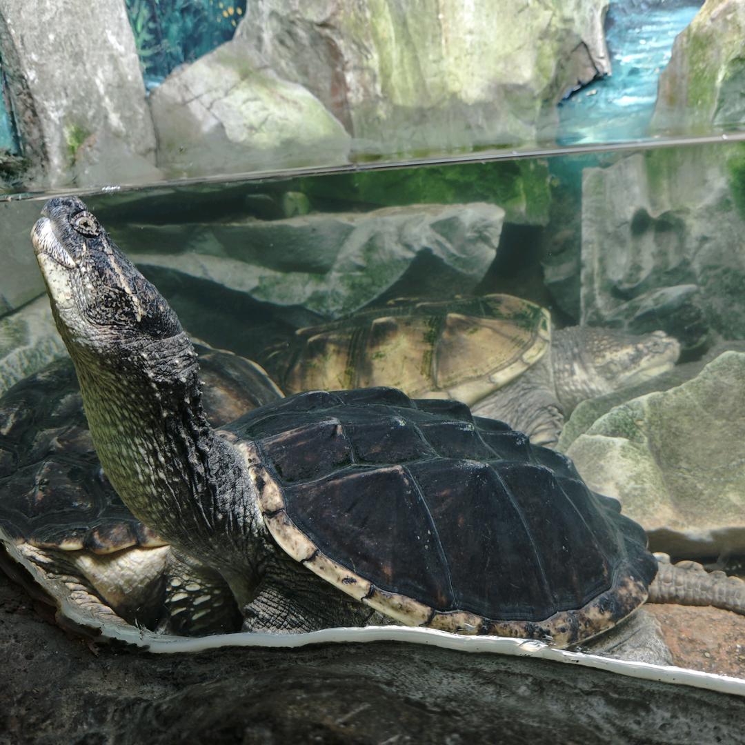 千里壹龟🐢（糕糕手）