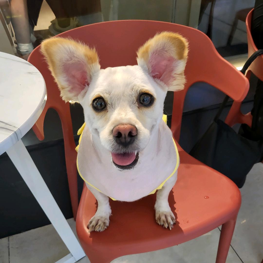 🐕‍🦺²⁰₁₈@旺旺