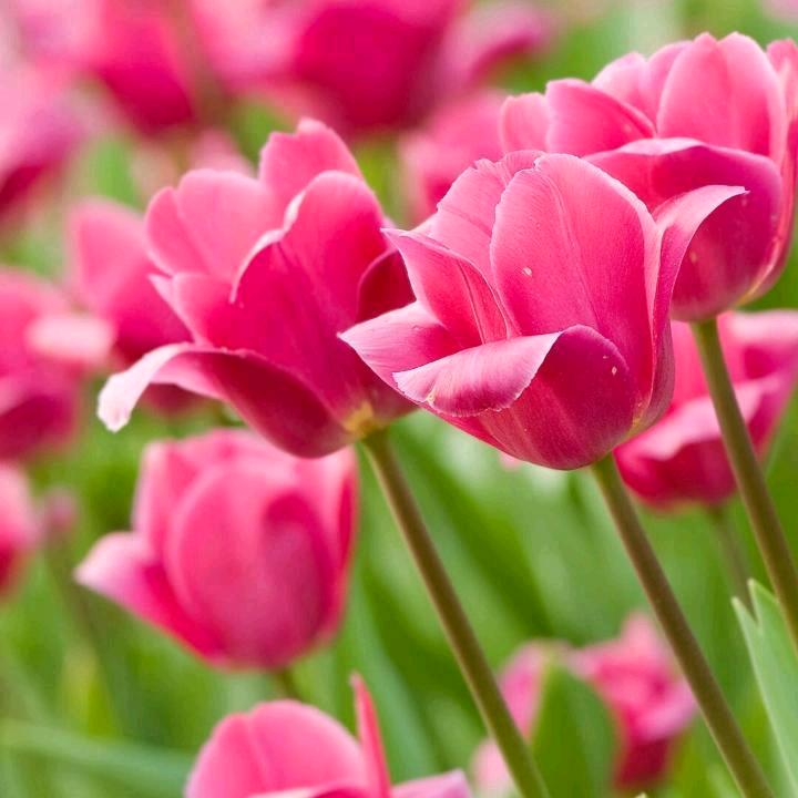 孙姐🌲🌲🌺🌺💐🌿