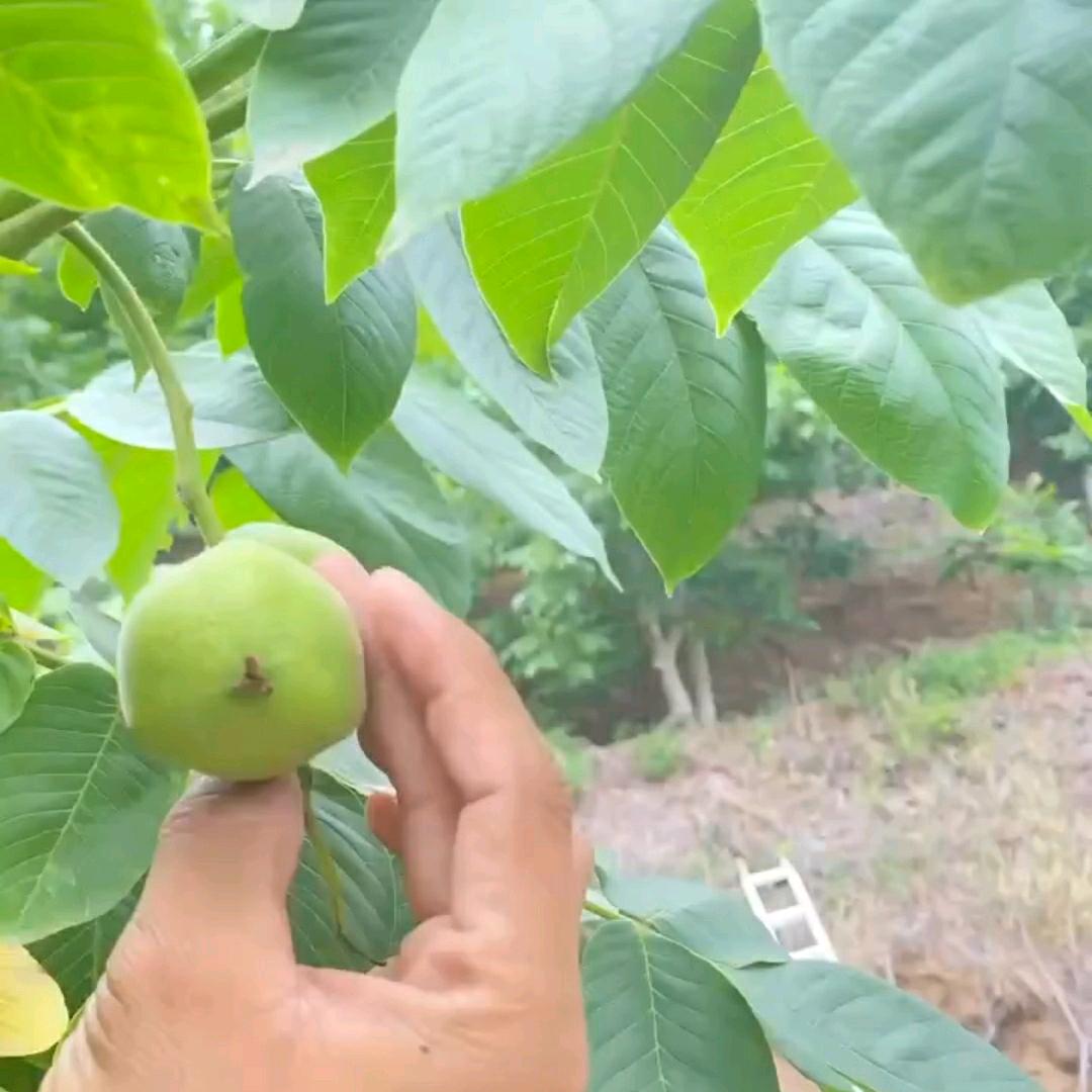 煜核缘