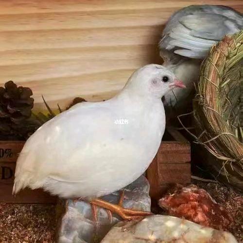 山东芦丁鸡养殖