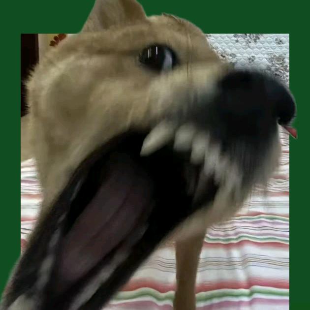 无能狂怒之妩媚蟑螂