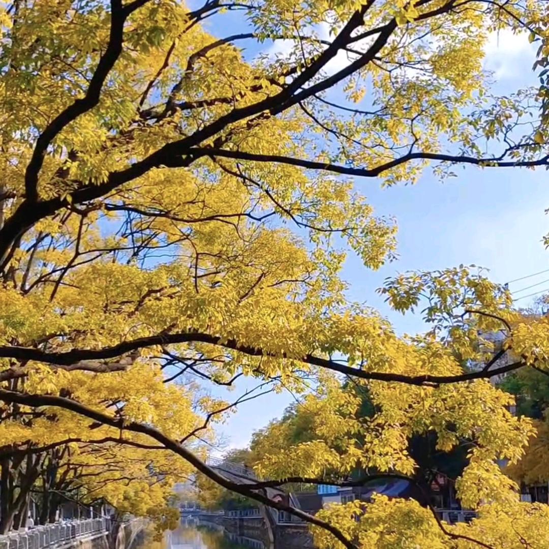 春栾涟漪