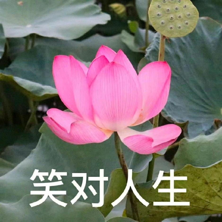 花开花落
