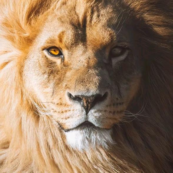 🍷喜欢你一人🍷