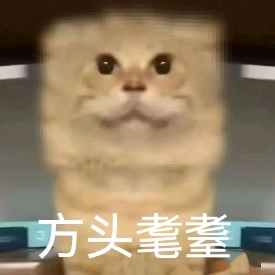 豆姜（一个臭按快门的）