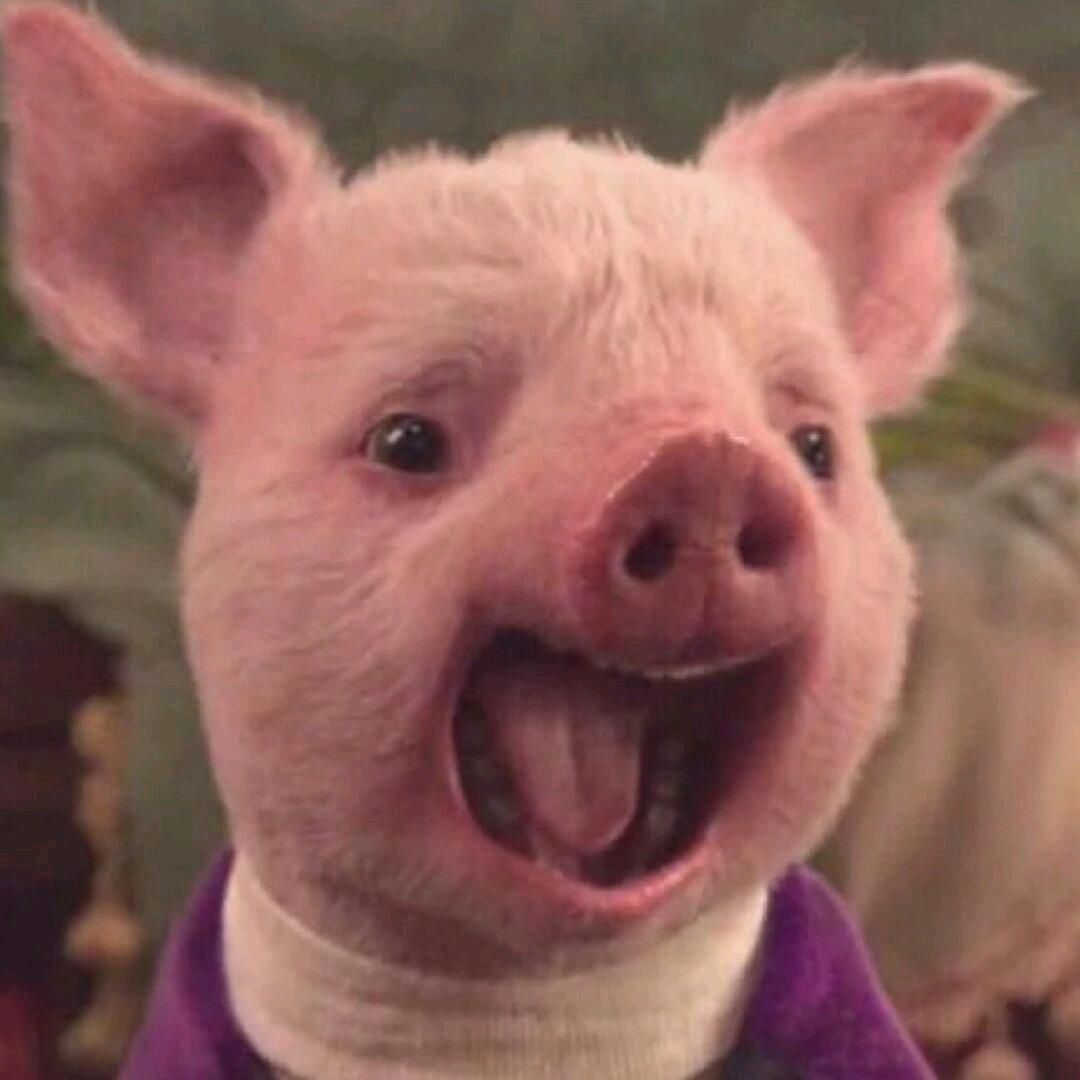 🐷🐷🐷
