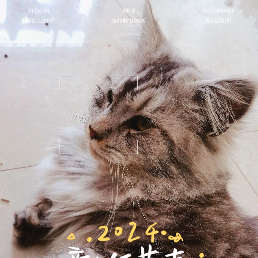 小刚给流浪猫找家（小刚喵家）