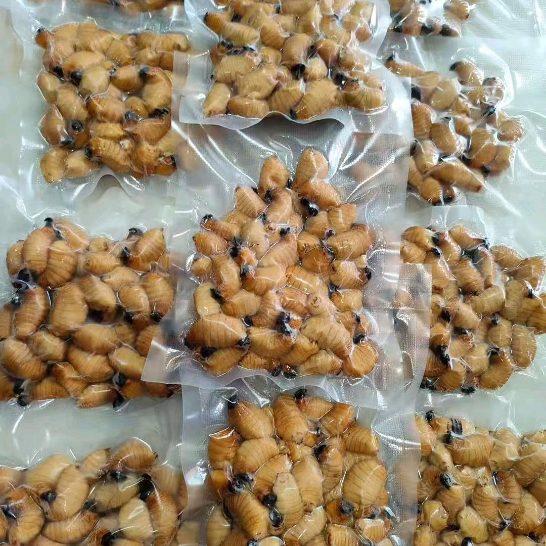 专业打假竹虫套路