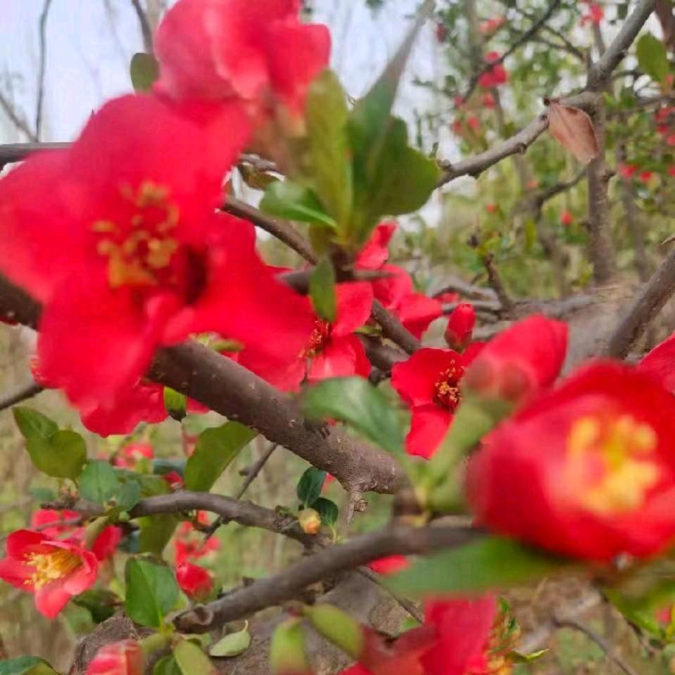 🌹🍓辰辰🍎🍒