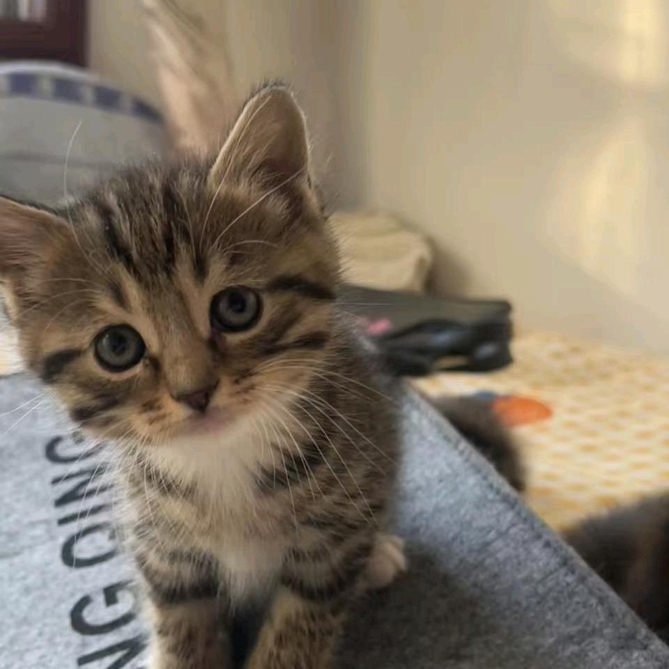 多元宝和金条💰