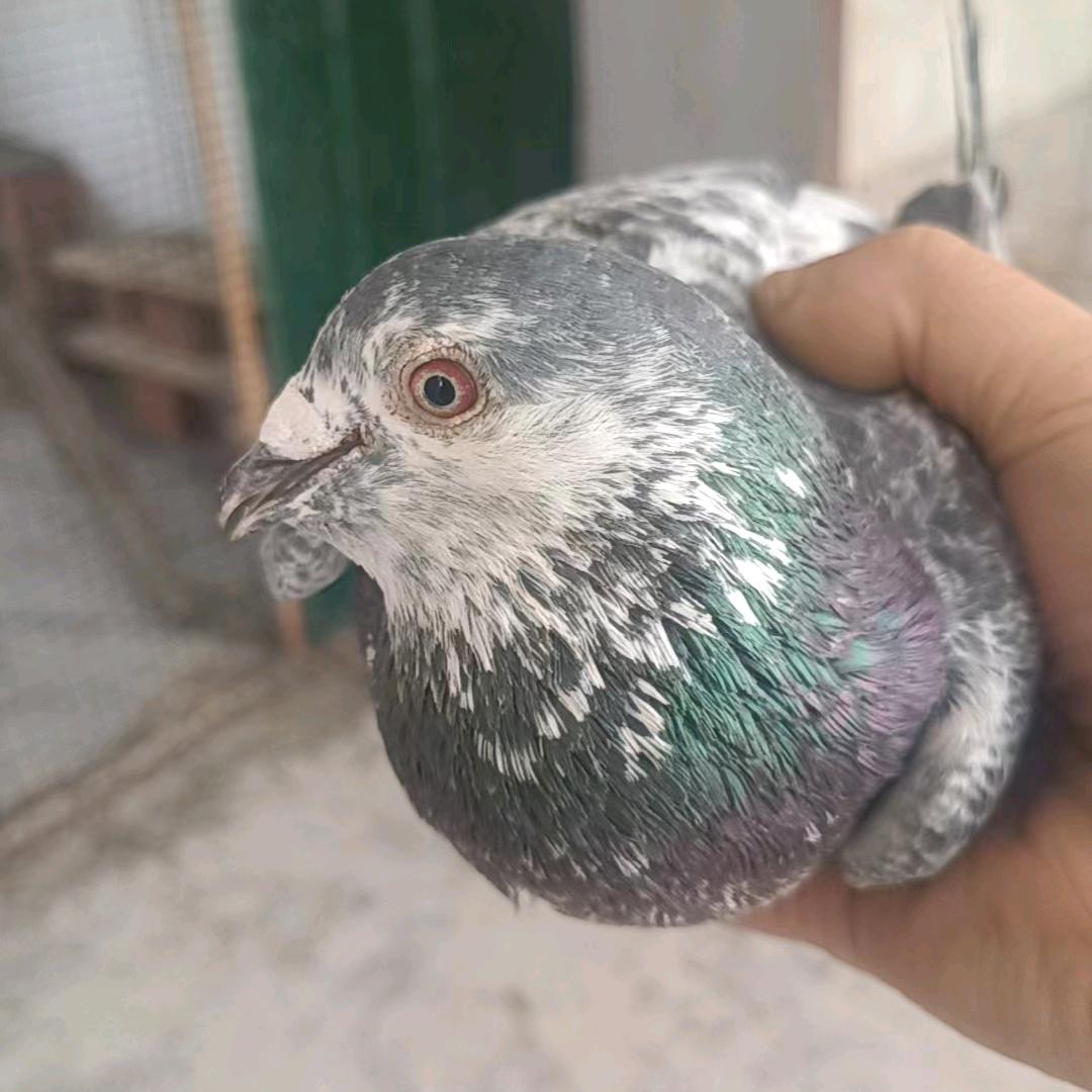 鸽行鸽业