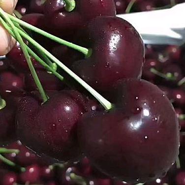 水西鲜惠果业水西老酒