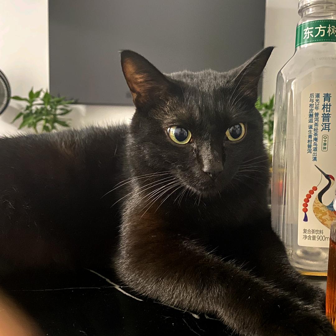 头像那只猫叫米哒