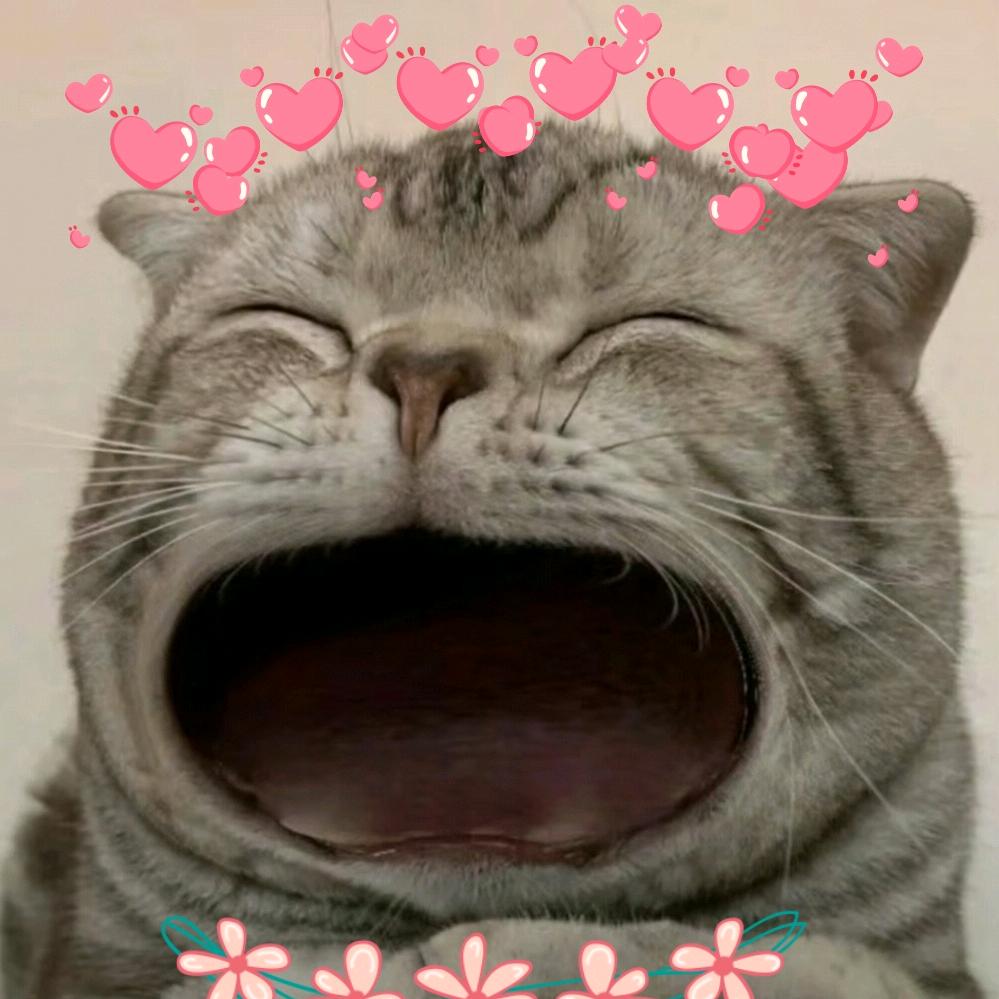 Kiki (키키)