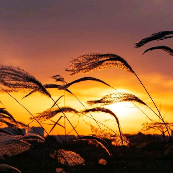 ＿φ(°-°=)写作业