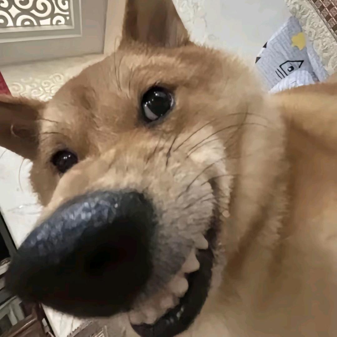 不是莴笋