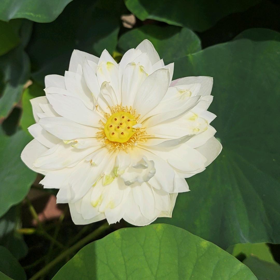 四季城