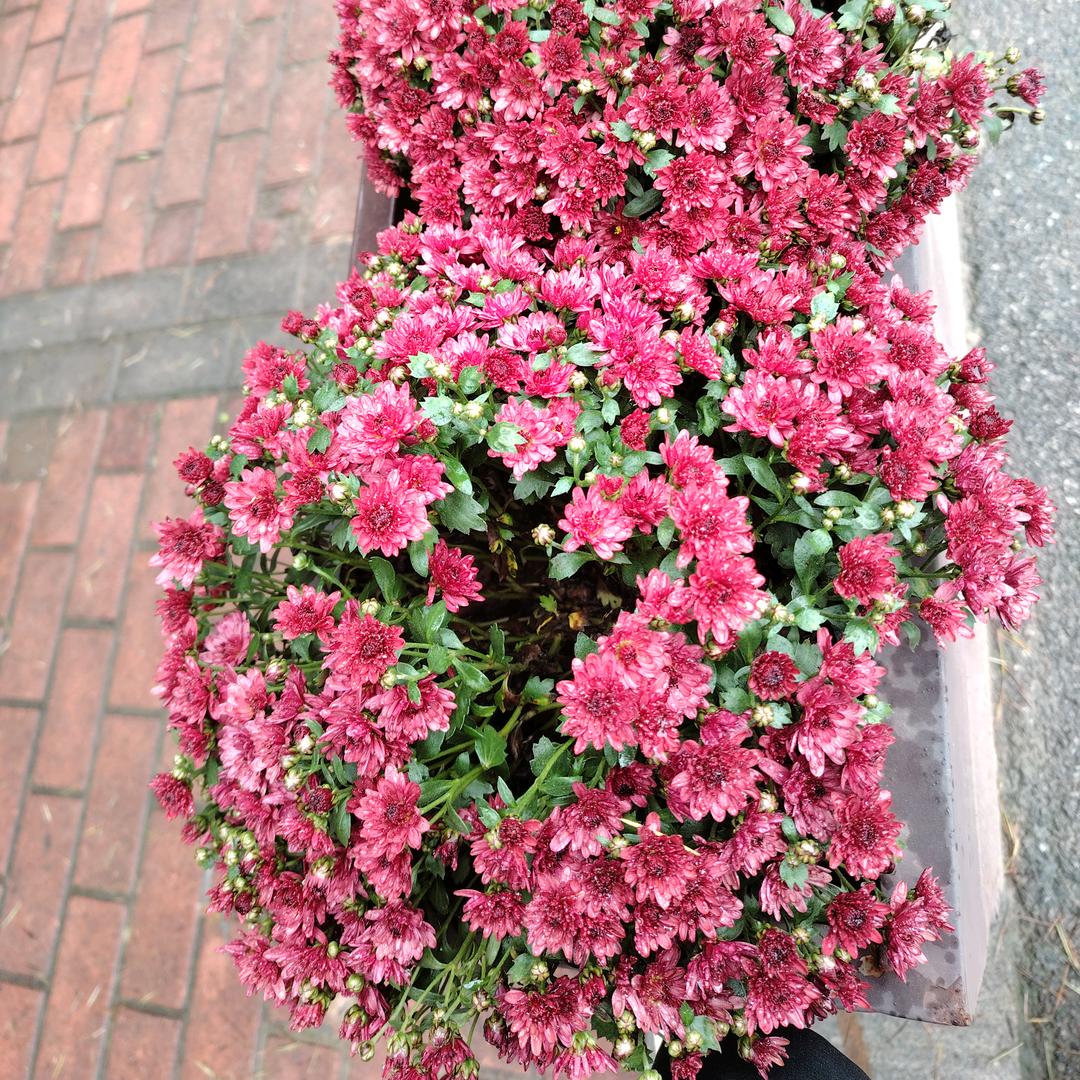 ✨💕ꦿ᭄娟✨༉ᩚ᭄