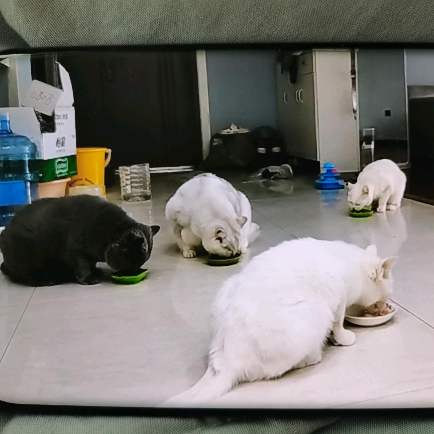 张姐记录猫咪生活
