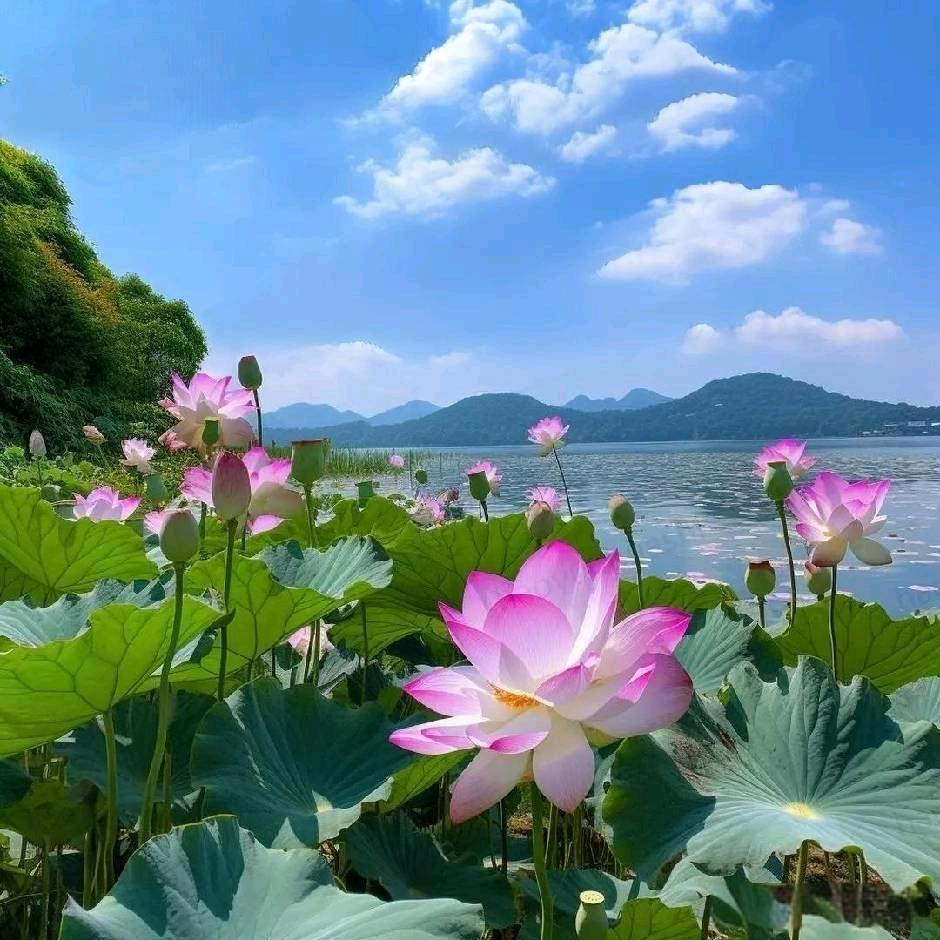 绿叶
