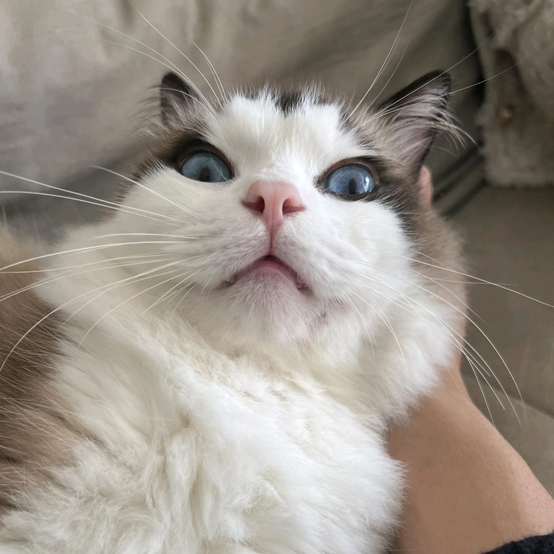 顿顿是只猫