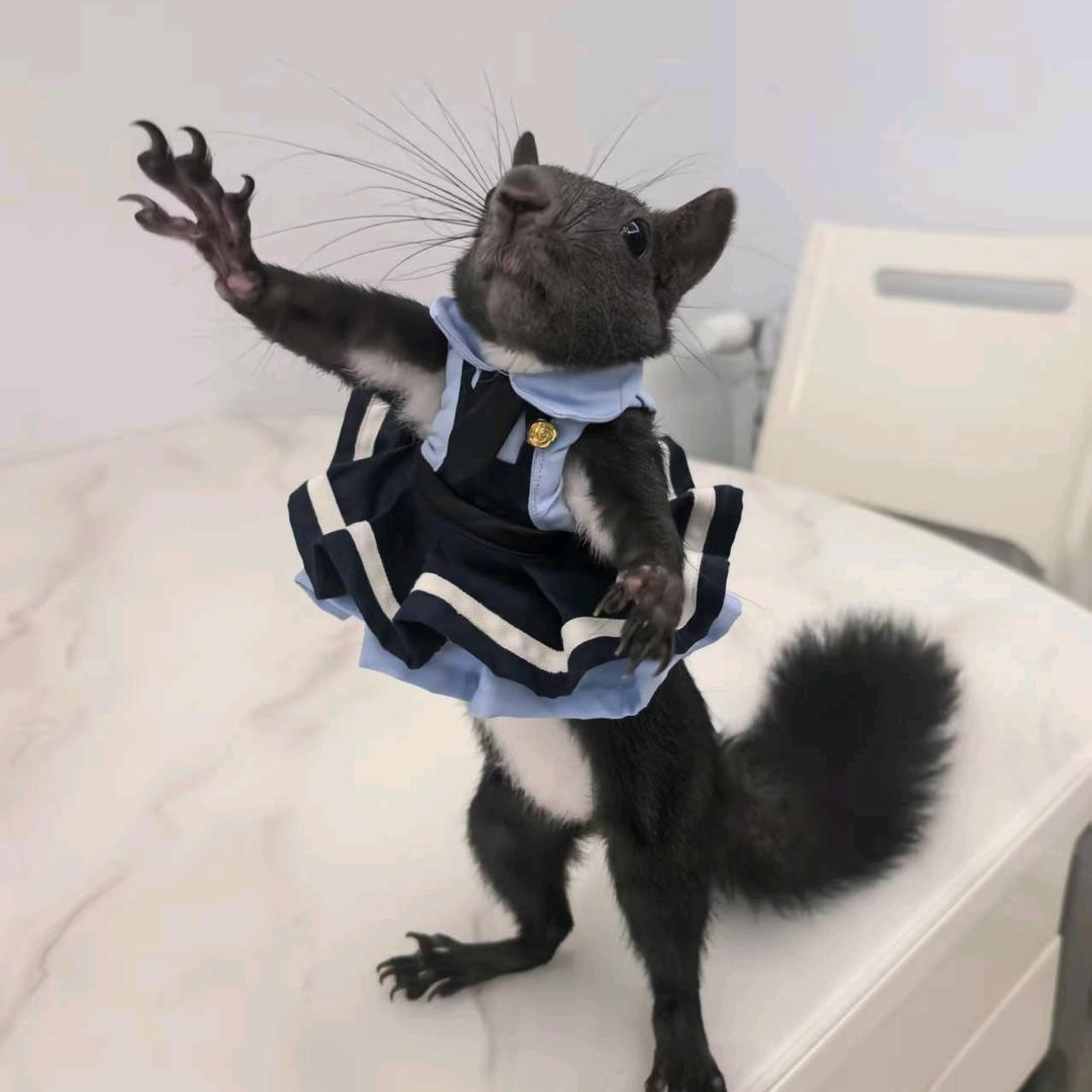 瓜子妹妹🐿️