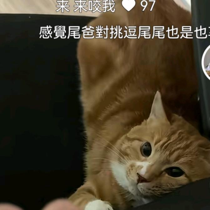 小橘猫