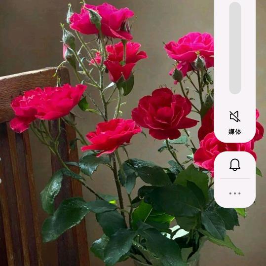語雨阳光