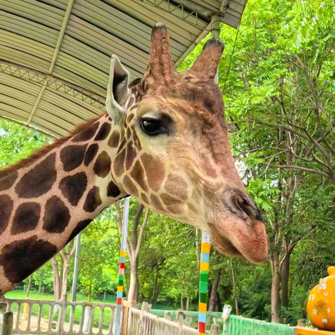 長🈲🦒   👉