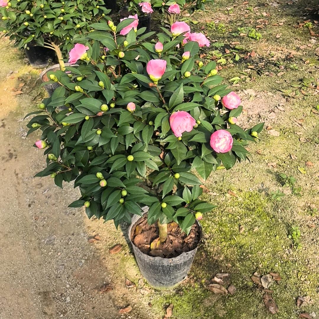 永福花卉钦园艺