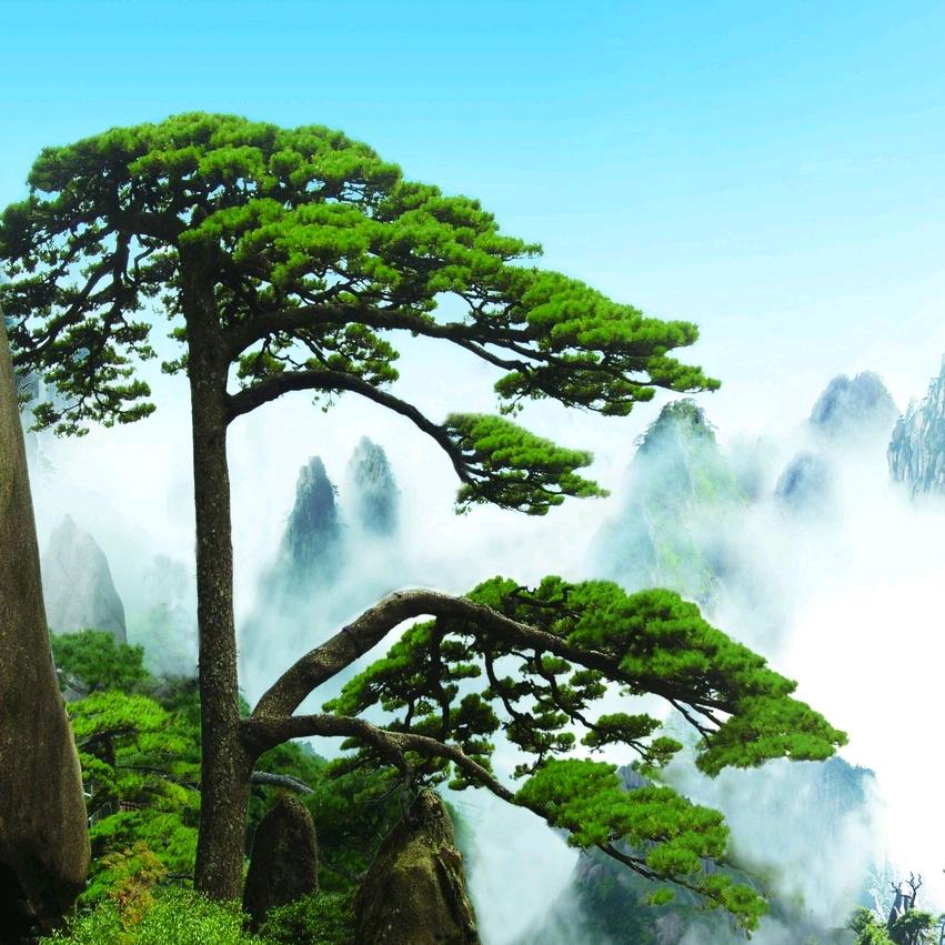 黄劲松